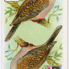 Birds of brilliant plummage.