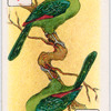 Birds of brilliant plummage.