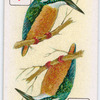 Birds of brilliant plummage.