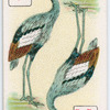 Birds of brilliant plummage.