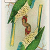 Birds of brilliant plummage.