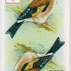 Birds of brilliant plummage.