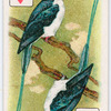 Birds of brilliant plummage.
