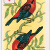 Birds of brilliant plummage.