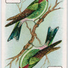 Birds of brilliant plummage.