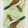 Birds of brilliant plummage.