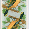 Birds of brilliant plummage.