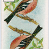 Birds of brilliant plummage.