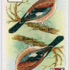 Birds of brilliant plummage.