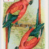 Birds of brilliant plummage.