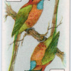Birds of brilliant plummage.