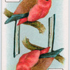 Birds of brilliant plummage.