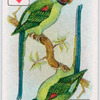 Birds of brilliant plummage.