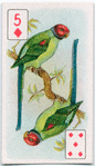 Birds of brilliant plummage.