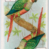 Birds of brilliant plummage.