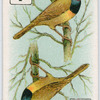 Birds of brilliant plummage.