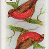 Birds of brilliant plummage.