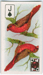 Birds of brilliant plummage.