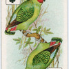 Birds of brilliant plummage.