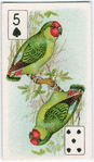 Birds of brilliant plummage.