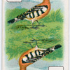 Birds of brilliant plummage.