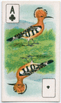 Birds of brilliant plummage.