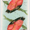 Birds of brilliant plummage.