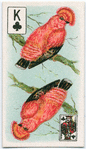 Birds of brilliant plummage.