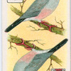 Birds of brilliant plummage.