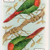 Birds of brilliant plummage.