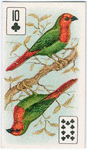 Birds of brilliant plummage.