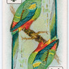 Birds of brilliant plummage.