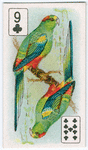 Birds of brilliant plummage.