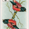 Birds of brilliant plummage.