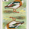 Birds of brilliant plummage.