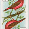 Birds of brilliant plummage.