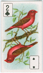 Birds of brilliant plummage.