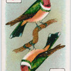 Birds of brilliant plummage.