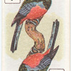 Birds of Brilliant Plummage.