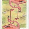 Birds of Brilliant Plummage.