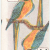 Birds of Brilliant Plummage.