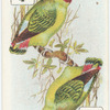 Birds of Brilliant Plummage.