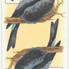 Birds of Brilliant Plummage.