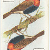 Birds of Brilliant Plummage.