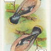 Birds of Brilliant Plummage.