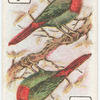 Birds of Brilliant Plummage.
