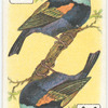 Birds of Brilliant Plummage.