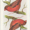 Birds of Brilliant Plummage.