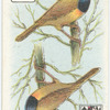Birds of Brilliant Plummage.
