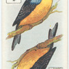 Birds of Brilliant Plummage.